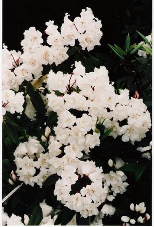 Rhodo griffithianum Double Form